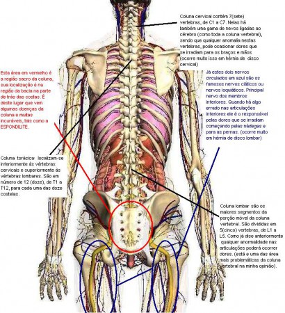 CONHEÇA A SUA COLUNA E NERVOS